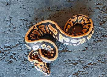 pyton królewski, samiec, Spotnose Yellow belly het Clown