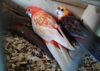 Papugi rozelle królewskie Papugi rozelle królewskie