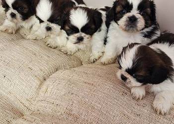 Shih Tzu szczeniaczki