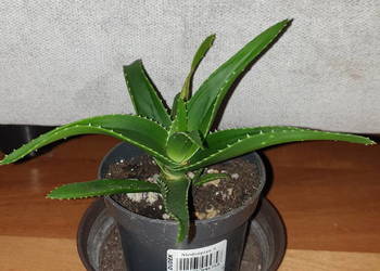 Aloes zielony, sukulent