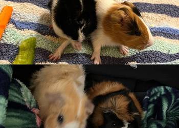 ADOPCJA ŚWINEK MORSKICH ABISYŃSKICH - wymagany odpowiedzialny dom!