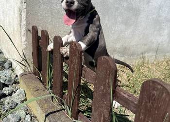 Trzy suczki Amstaff Blue
