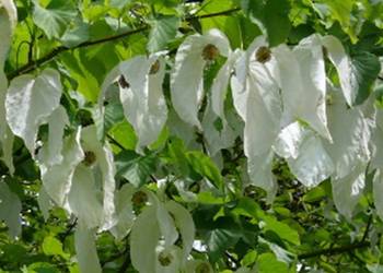 DAWIDIA CHIŃSKA Davidia involucrata-NASIONA 20 sztuki - 100g