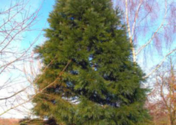 MAMUTOWIEC OLBRZYMI Sequoiadendron giganteum - NASIONA 2000 sztuk - 10g.