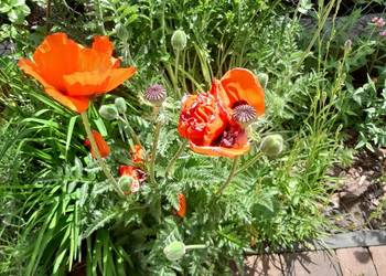 Mak wschodni (Papaver orientale) - nasiona 0,25g