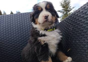 Berneński Pies Pasterski