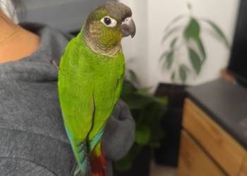 Rudosterka zielonolica