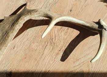 Imponująca Łopata Daniela – Królewskie Trofeum w Twoim Domu!