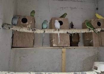 Sprzedam papugi całość Sprzedam papugi całość