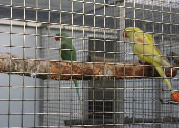 Aleksandretty Większe