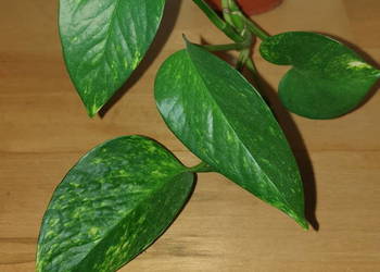 Epipremnum złociste epi