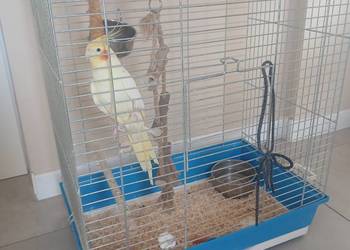 Papuga nimfa z duza klatka okazja