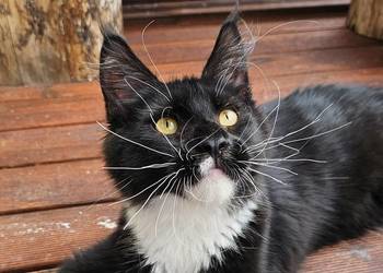 Czarno biały kocurek Maine Coon - FPL