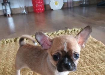 Chihuahua malutki xxs