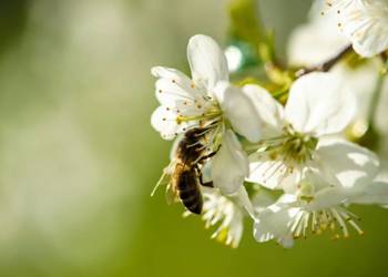 Pszczoły - Roje - Ule — MIODY NATURALNE z Własnej Pasieki'