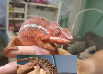 sprzedam kameleona lamparci
