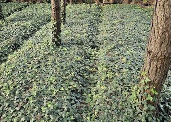 Bluszcz. Hedera helix. Zimozielone pnącze. Duże sadzonki w donicach 1l.