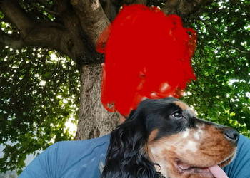 Pies i sunia cocker spaniel angielski