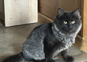 Kotek Syberyjski /gotowy do odbioru