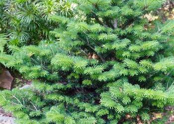 Świerk serbski (Picea omorika) 150-200 cm, z gruntu – HURT