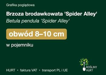 Brzoza brodawkowata 'Spider Alley' obwód 8-10 cm, w pojemniku – HURT