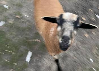 Owieczka kameruńska