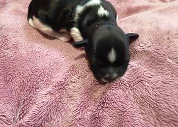 Suczka Shih-tzu