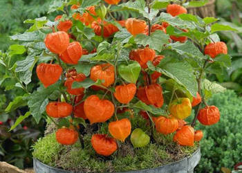 MIECHUNKA ROZDĘTA GNOME sadzonki w doniczkach