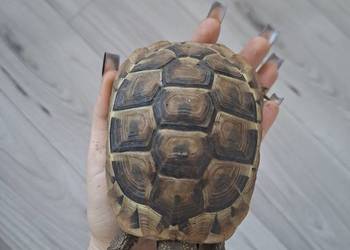 Żółw lądowy grecki