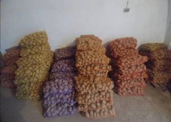 Ziemniaki jadalne odmiany JUREK, QUEEN ANNE, LILLY, BELMONDA