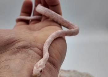 Samiec zbożówki snów het hypo