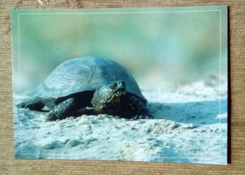 SAMICA ŻÓŁWIA BŁOTNEGO W DRODZE NA LĘGOWISKO