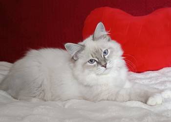 Koty Syberyjskie Neva Masquerade - NEMO ZKolakowegoDomu*PL