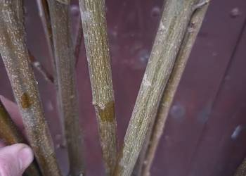 Klon jawor 160cm - 180 cm.