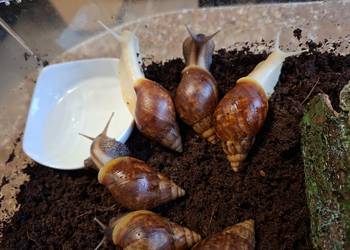 Sprzedam Ślimaki afrykańskie Lissachatina (Achatina)fulicia . Nowa hodowla