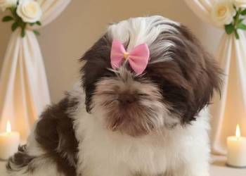 Piękna biało czekoladowa suczka rasy Shih-Tzu gotowa do odbioru