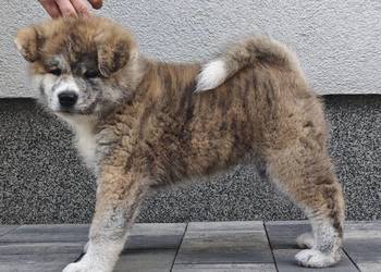 Akita Inu FCI szczenie