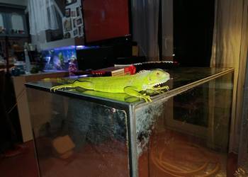 Legwan zielony samica