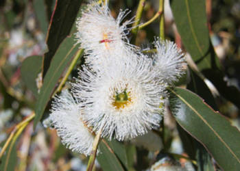 EUKALIPTUS GAŁKOWY Eucalyptus globulus NASIONA 100g.