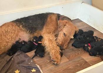 Airedale terrier szczenięta ZKwP (FCI)