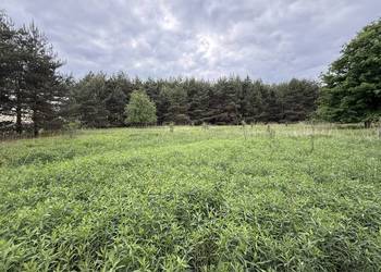 DZIAŁKA BUDOWLANA 1,35 ha – Cygany, gmina Nowa Dęba | 30 arów z WZ | las, c