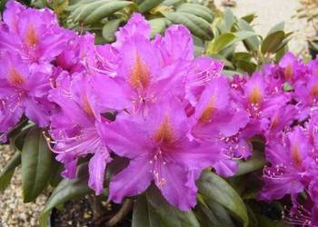 Różanecznik 'Libretto' /Rhododendron 'Libretto' C5