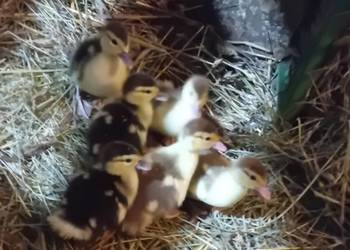 Kaczątka pizmowe francuskie