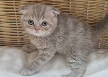 Kocurek Szkocki liliowy pręgowany zwisłouchy