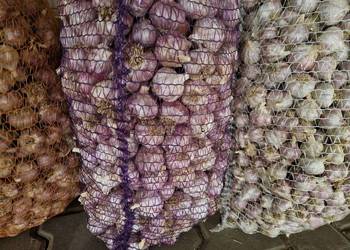 Czosnek przemysłowy Harnaś kilówka polski ostry zdrowy