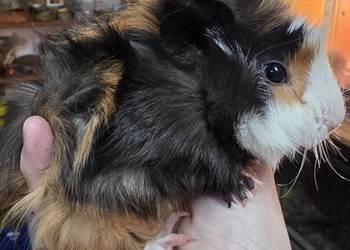 Świnka morska, cavia domowa, cawia