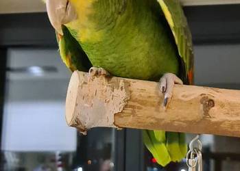 Amazonka Oratrix żółtogardła