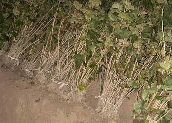 Sadzonka porzeczki tiesel