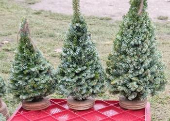 Choinka stroik wianki jemioła jodła jedlina stroisz