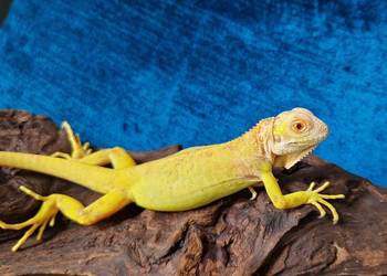 Legwan zielony iguana iguana red albino x albino